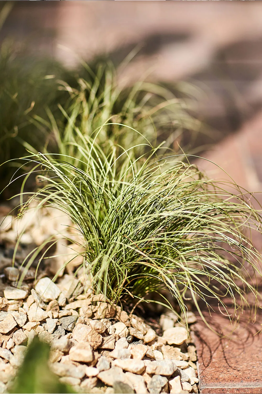 Sedge