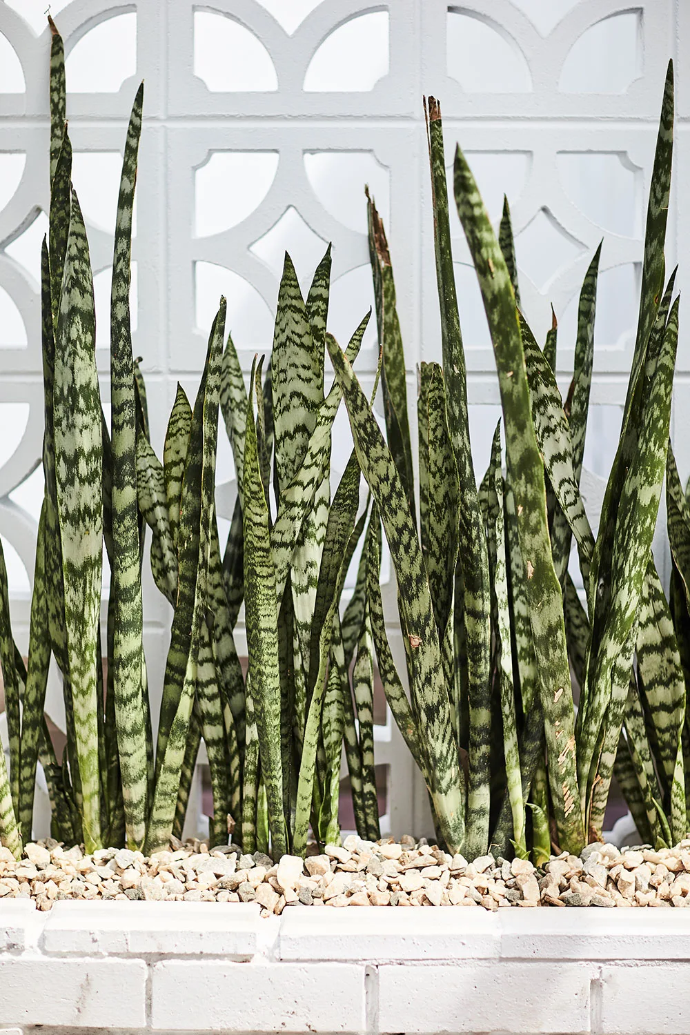 Snake plants