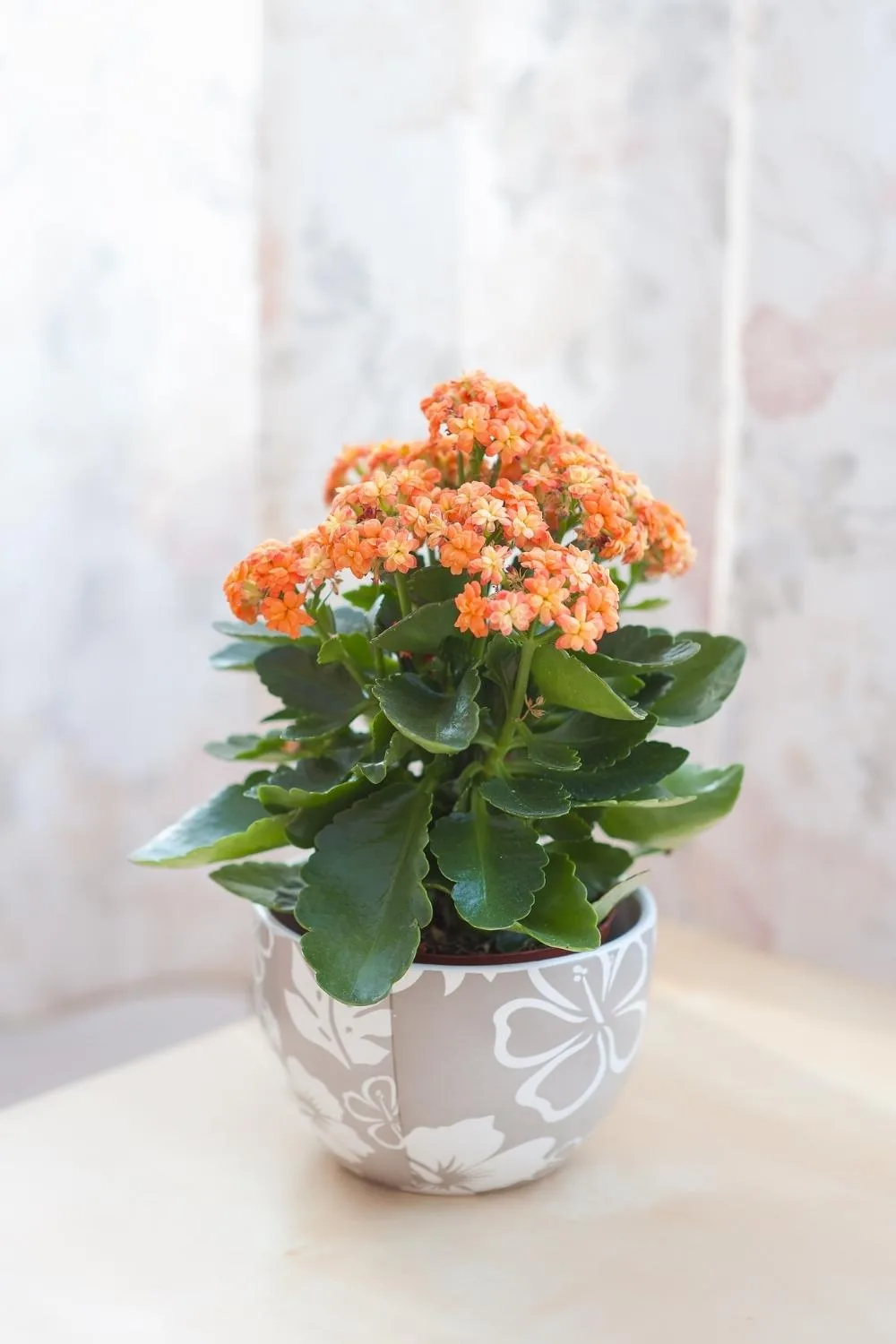 kalanchoe