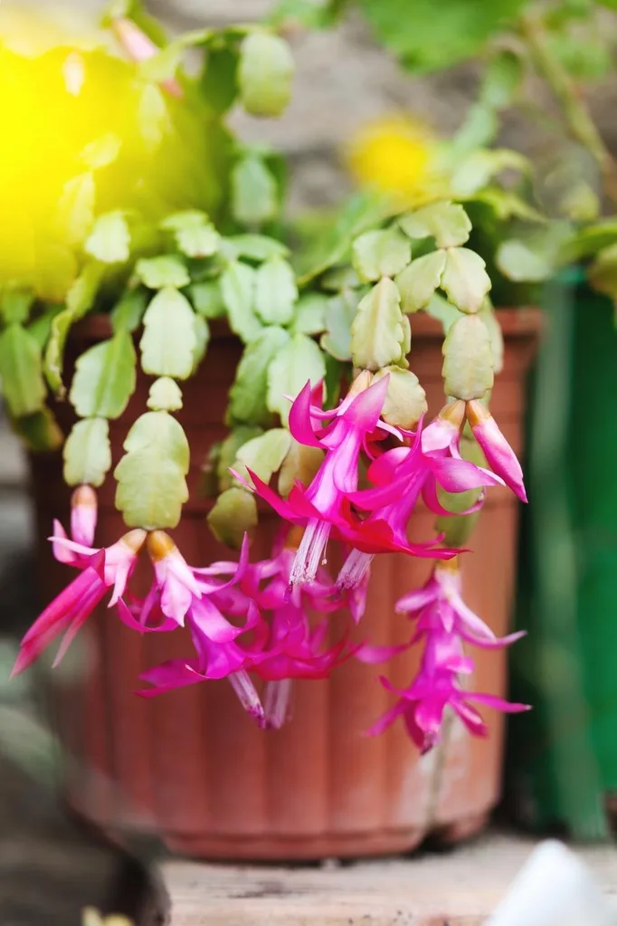 best bathroom plants