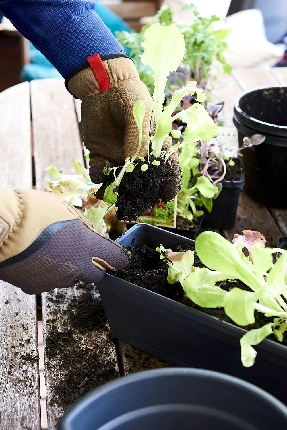 Planting seedlings