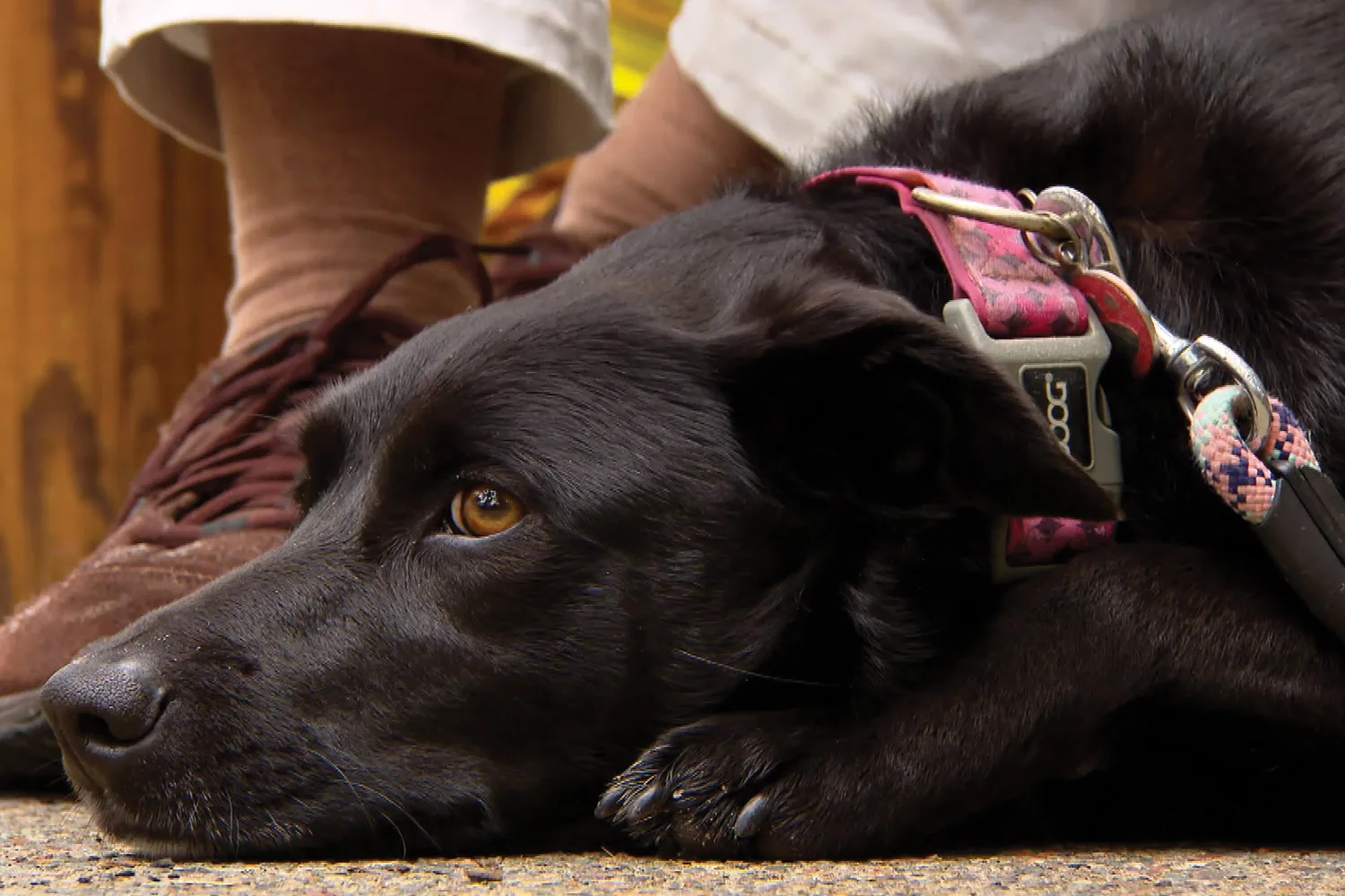 How to holiday with pets