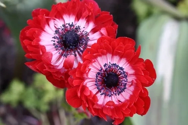 What to plant in January