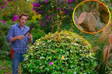 How to prune roses and buxus bushes