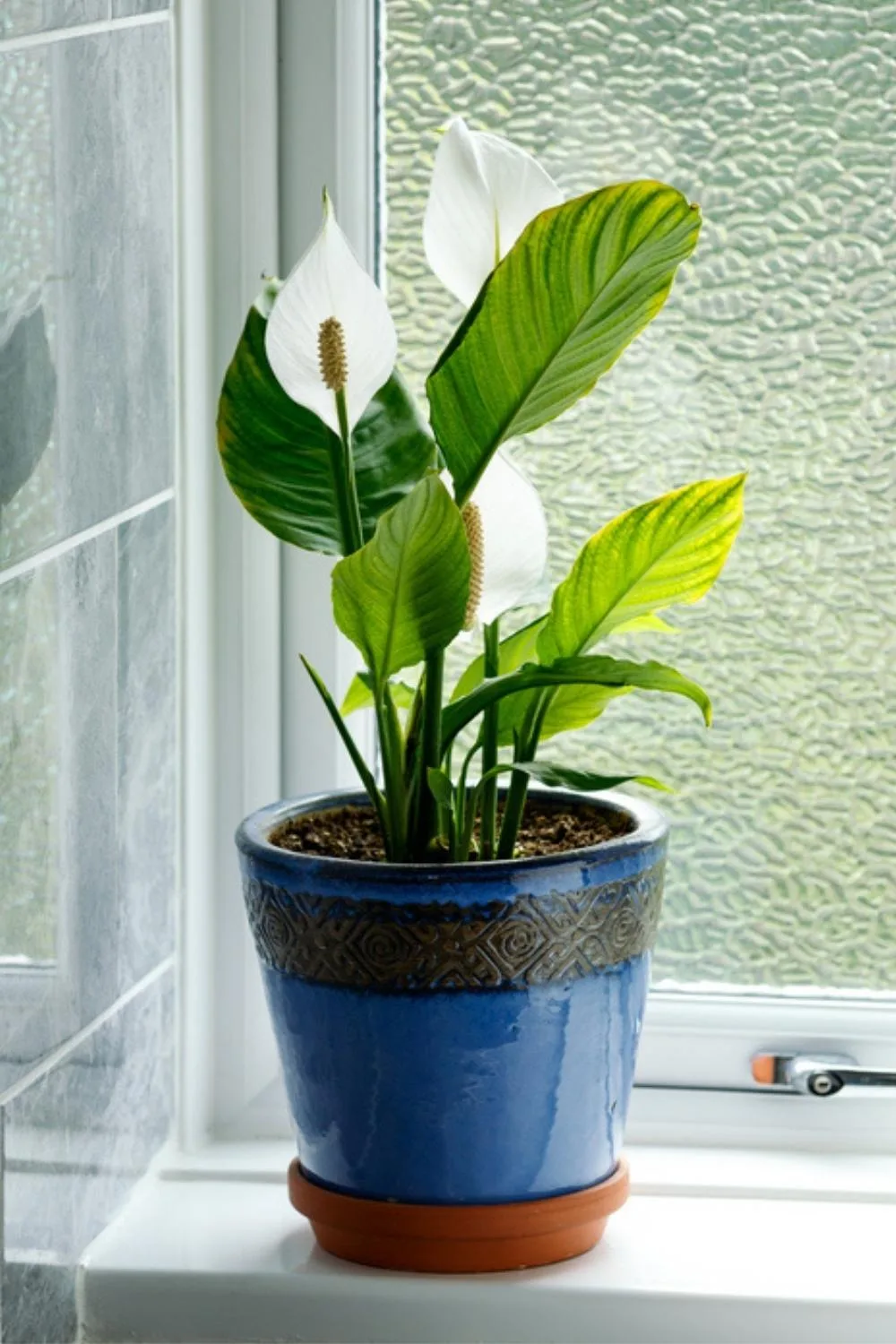 peace lily