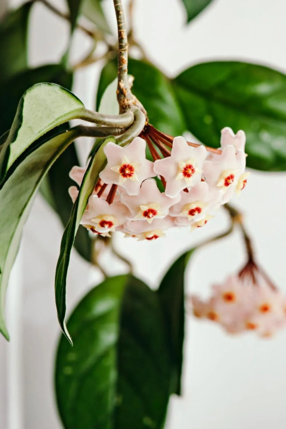 Hoya obovate