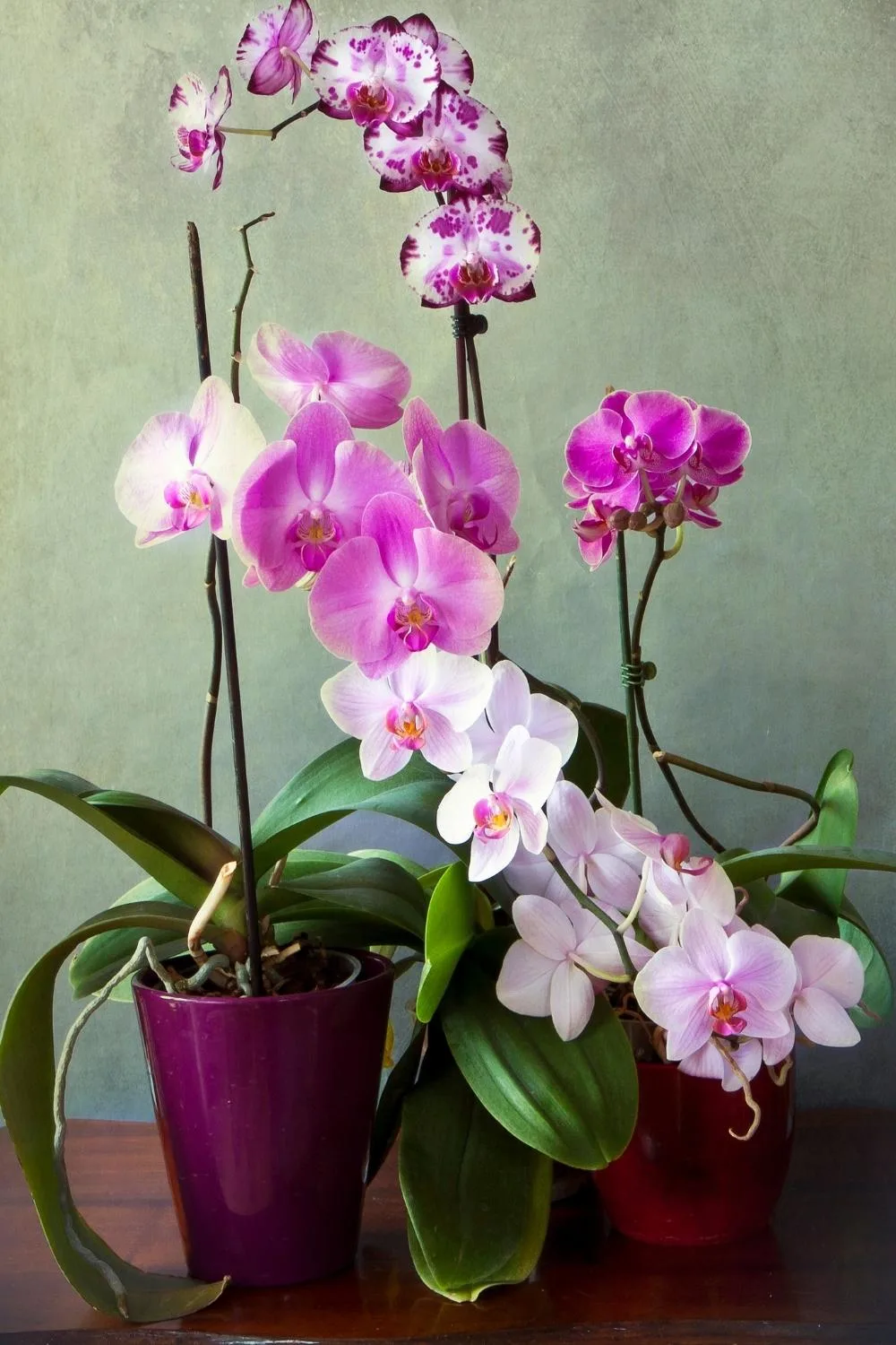 Orchid