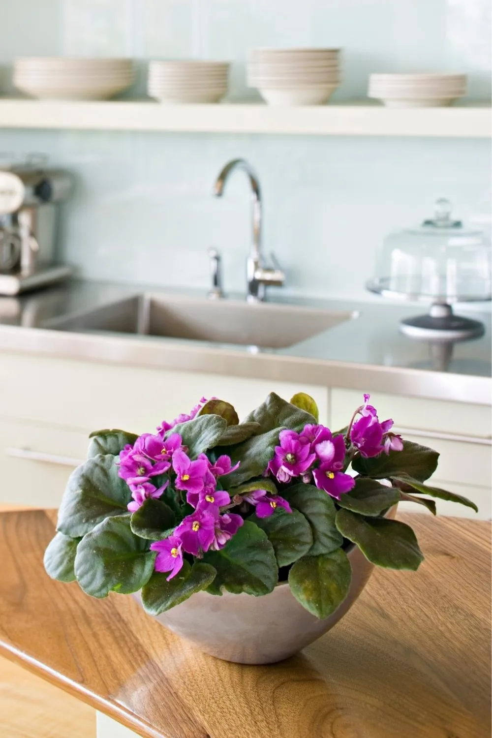 African violet