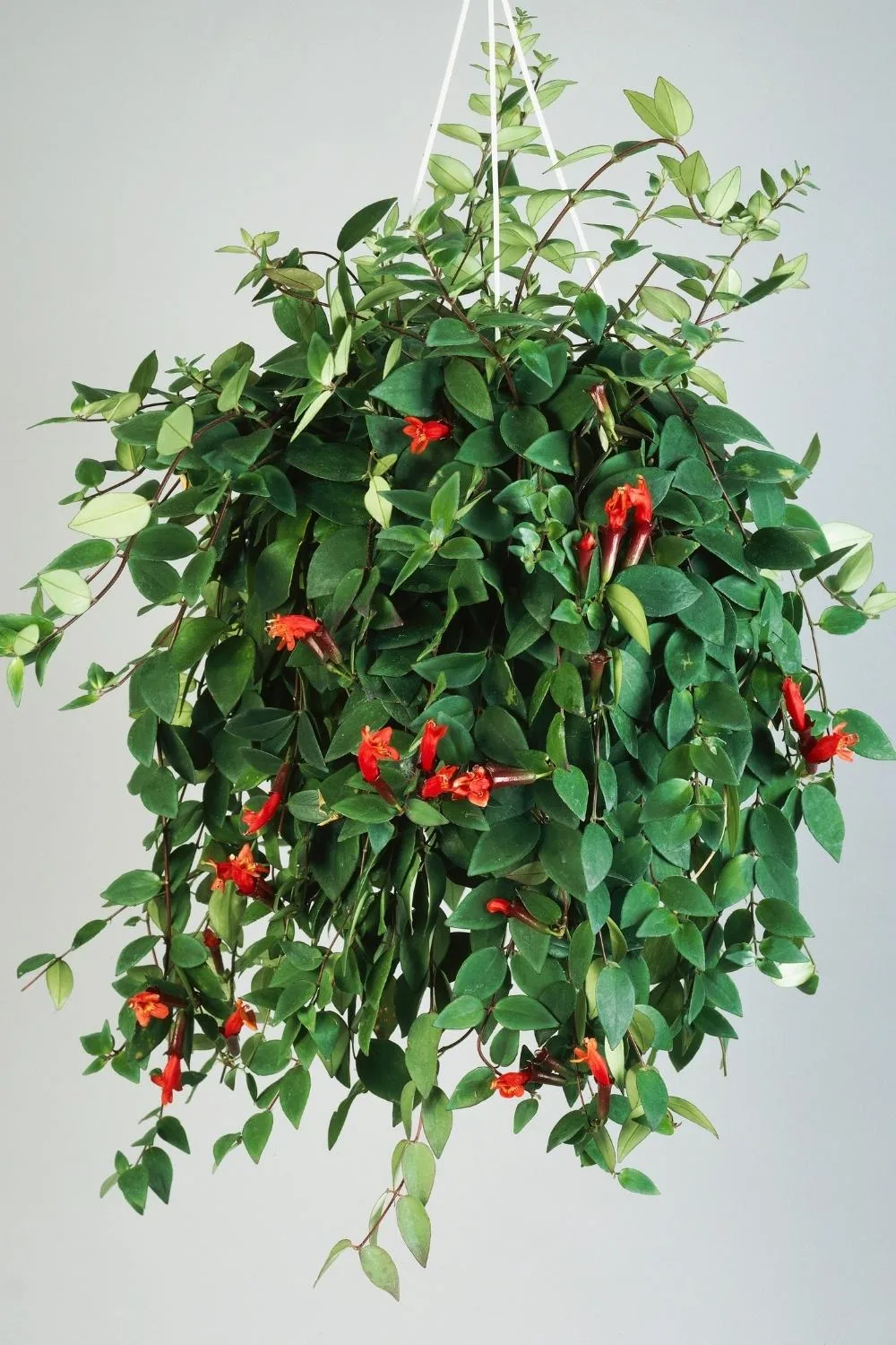 Lipstick plant