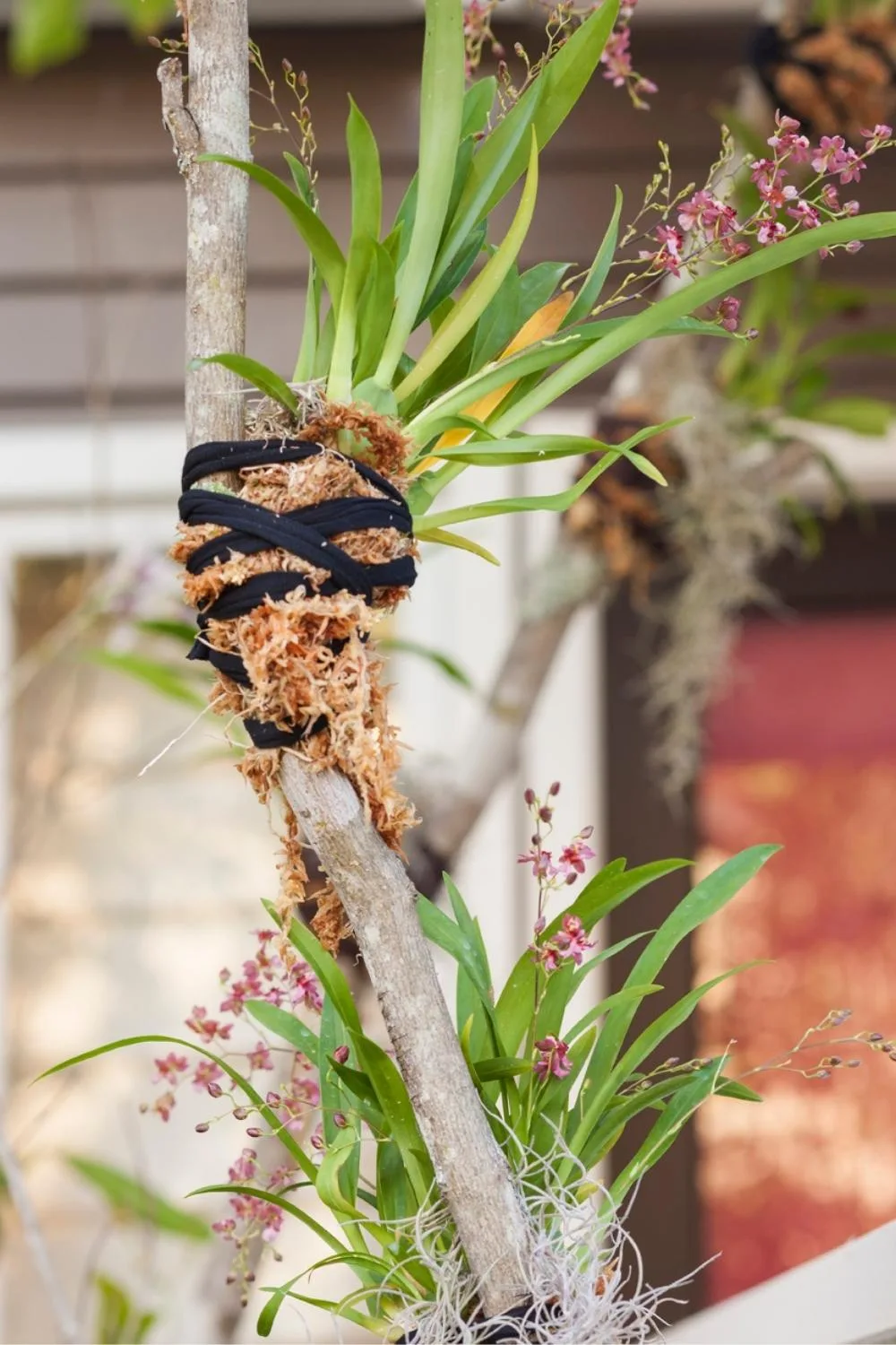 how-to-grow-orchids