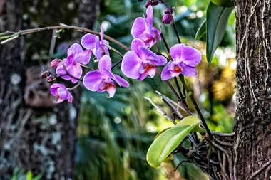 How to mount orchids to a tree