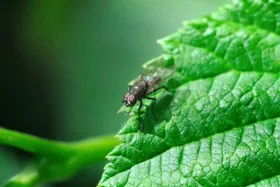How to keep flies away this summer