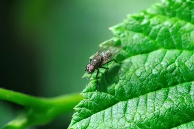 How to keep flies away this summer