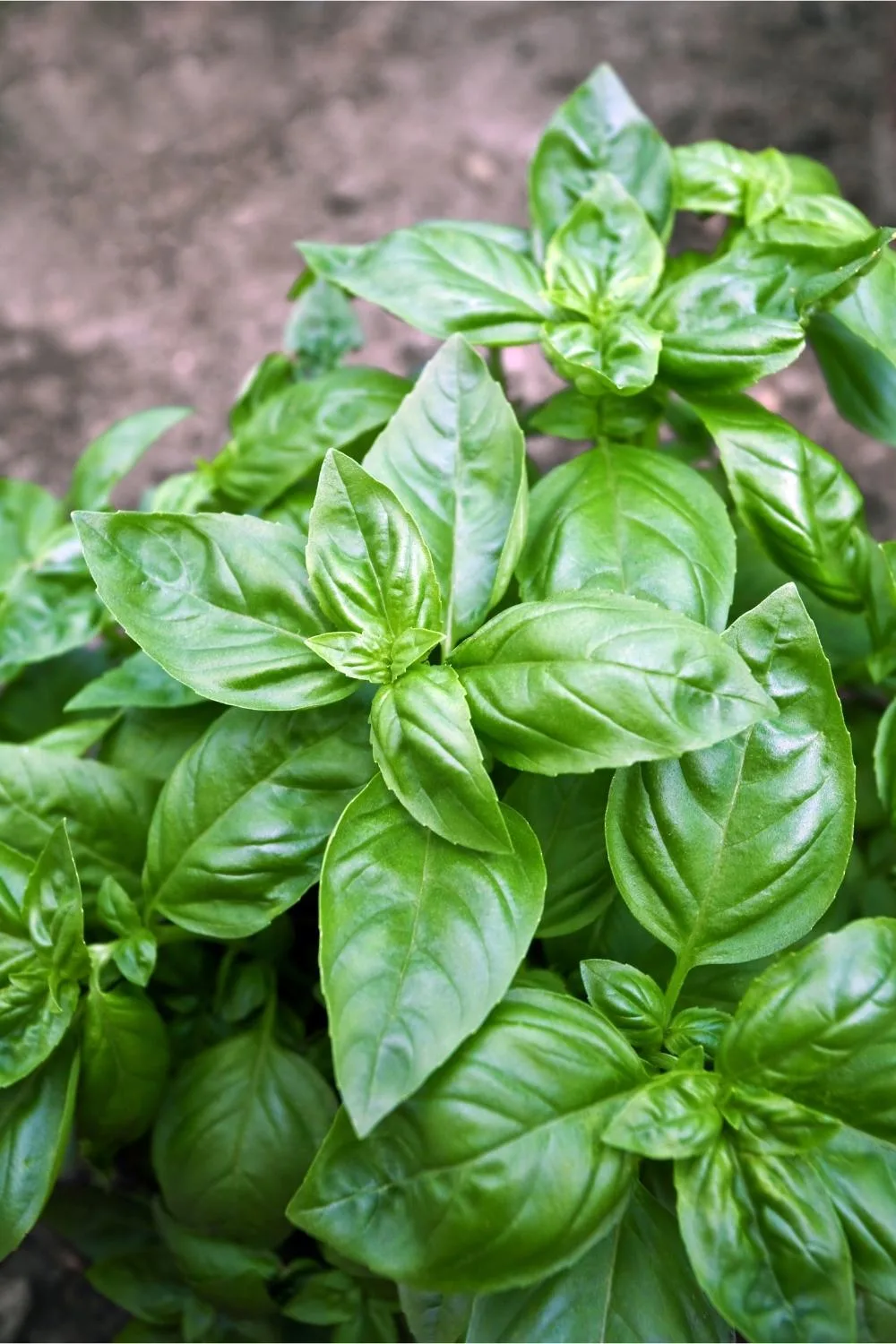 basil