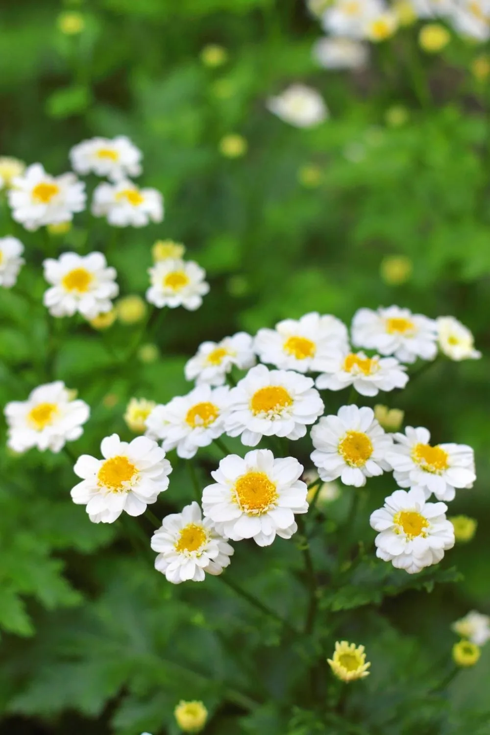 Pyrethrum daisy