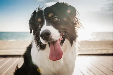 How to keep your dog cool in summer