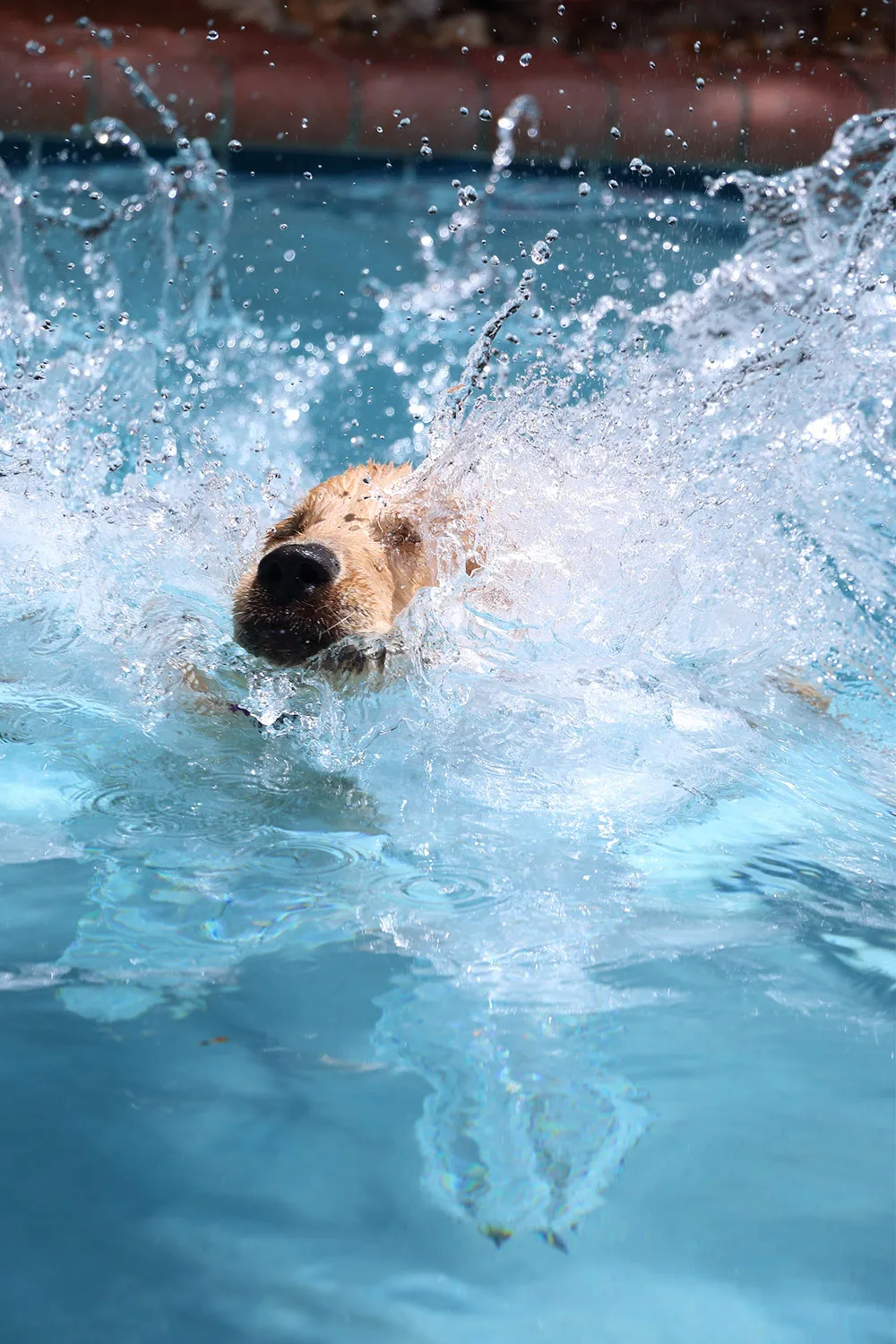 Dog in pool
