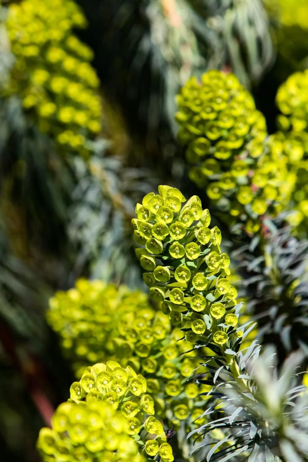 Euphorbia
