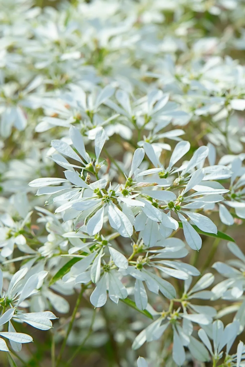 Euphorbia leucocephala
