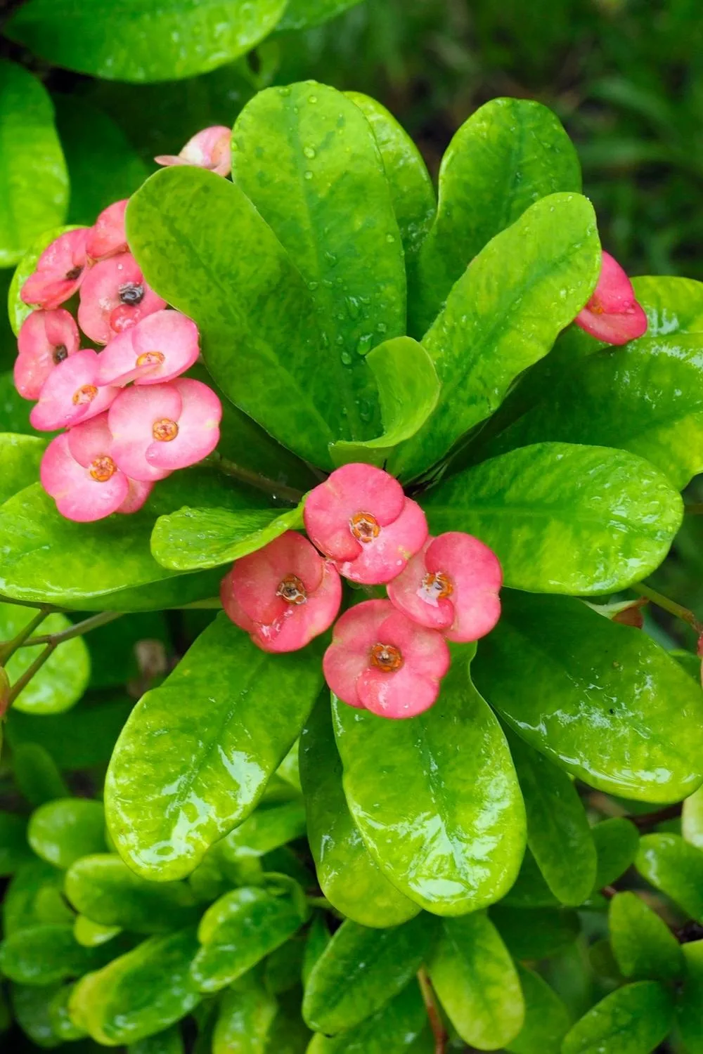 Euphorbia