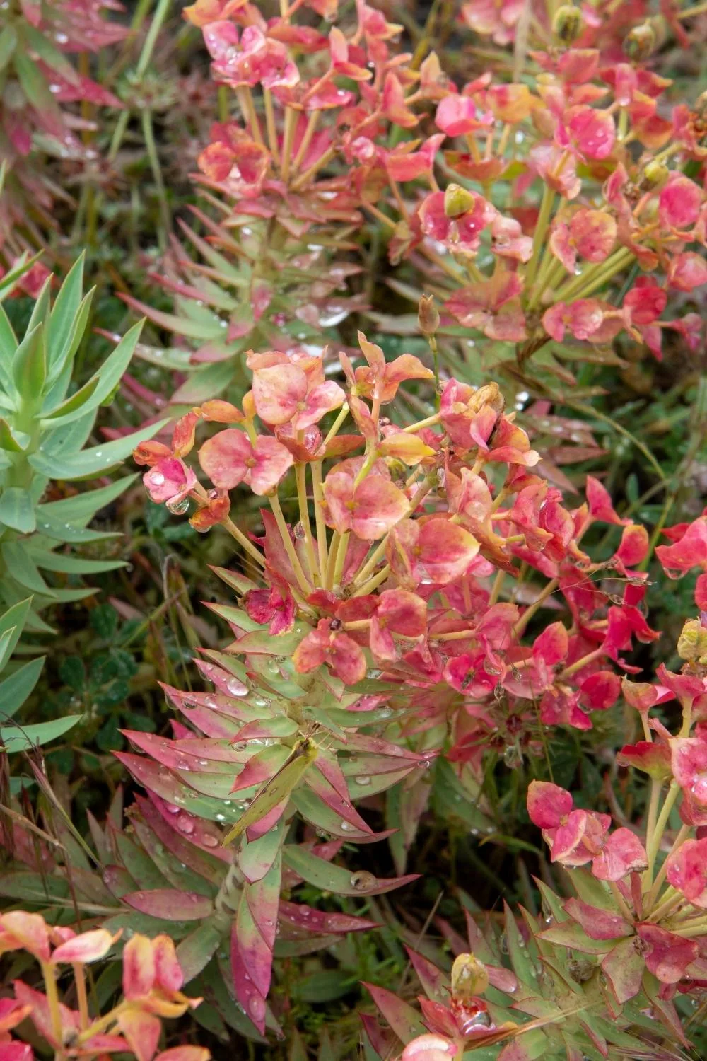 Euphorbia rigida