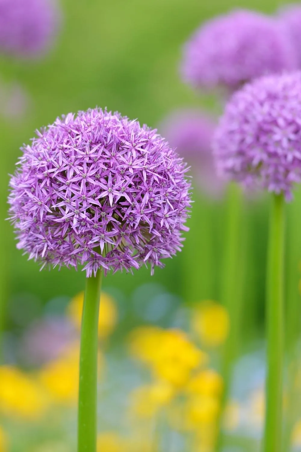 purple alliums wallflowers