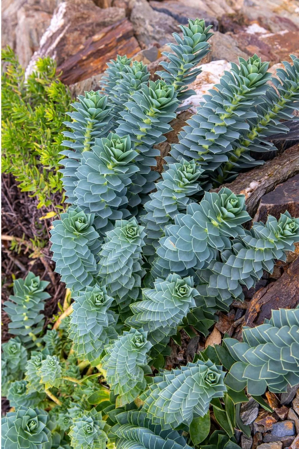 Euphorbia Myrsinites