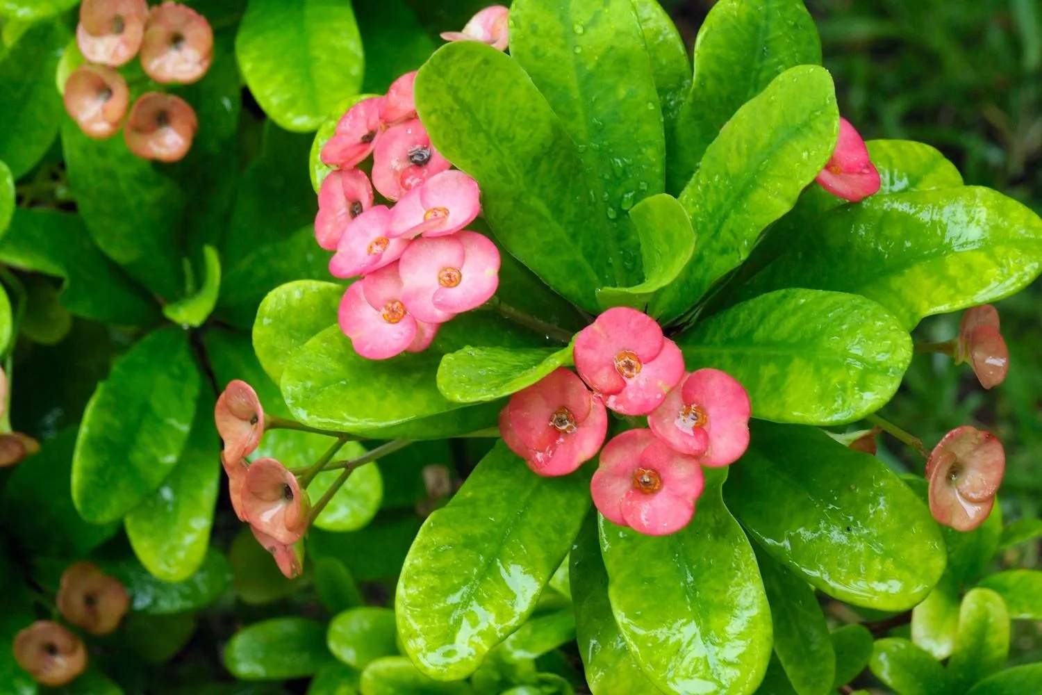 Embrace your euphorbia euphoria! | Better Homes & Gardens Australia
