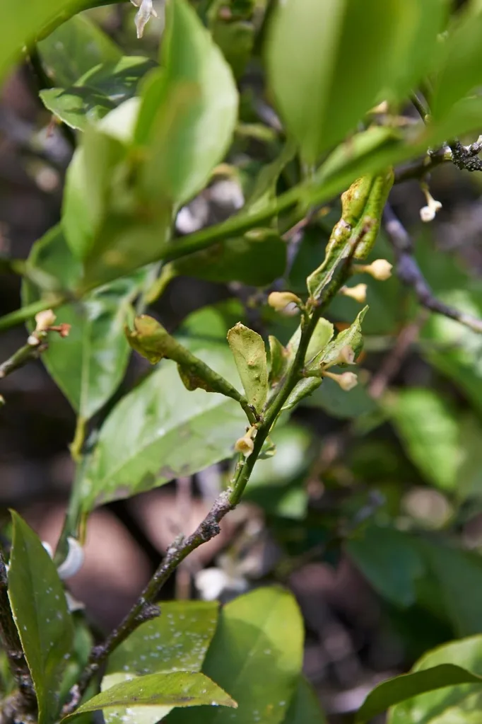 Withering can mean an infestation of tiny sap suckers.