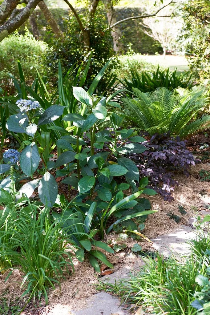 Mulch helps to stop weeds making a home in your garden soil – not all of them, just ones like dandelions that toss their seeds in the air and then need a bare patch to survive.