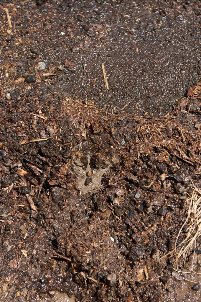 Water repellent soils