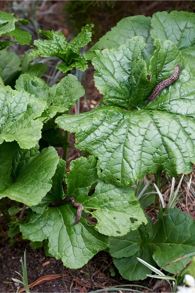 pests and disease