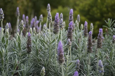 13 plants that naturally repel mosquitoes