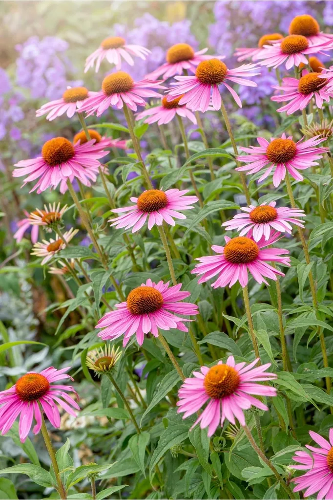 1 PURPLE CONEFLOWER Echinacea purpurea