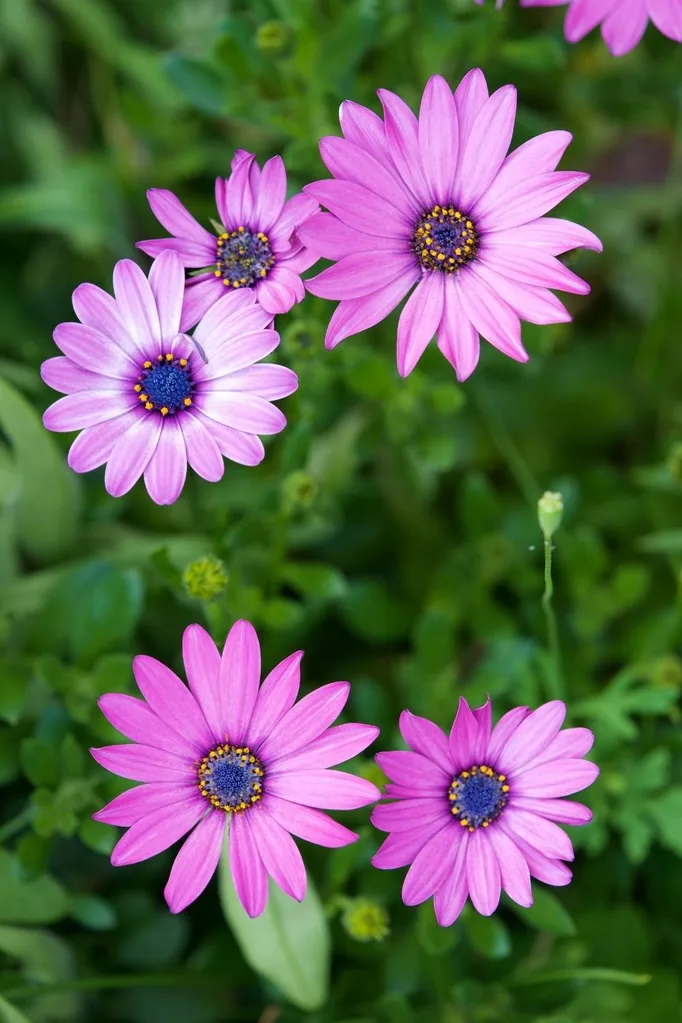 African daisy (Osteospermum sp)