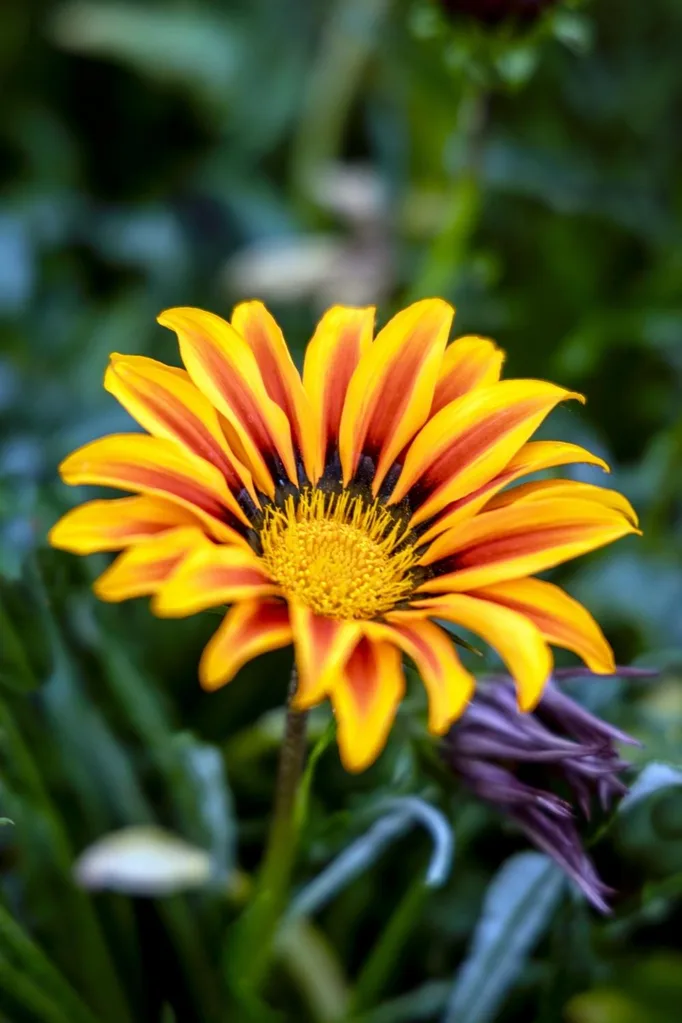 GAZANIA G. Rigens