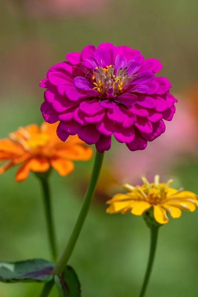 Zinnia elegans