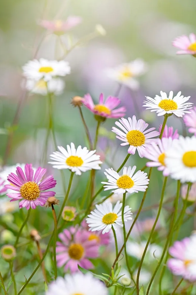 SEASIDE DAISY Erigeron karvinskianus