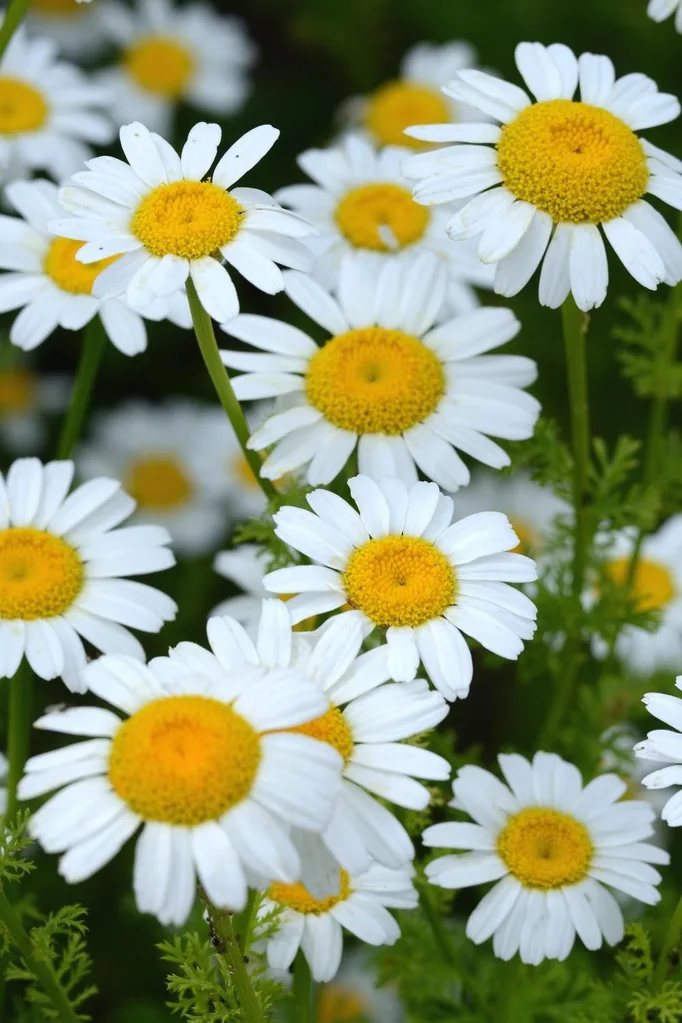 Feverfew Tanacetum parthenium