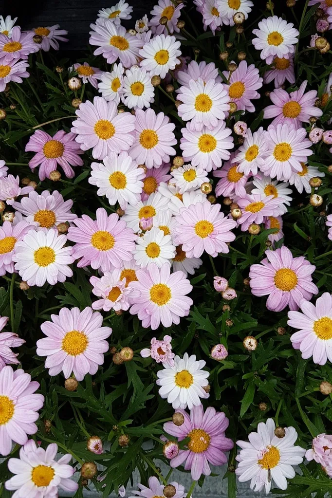 Argyranthemum frutescens
