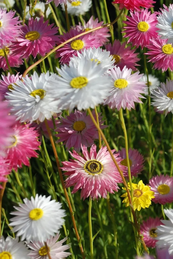 paper daisy
