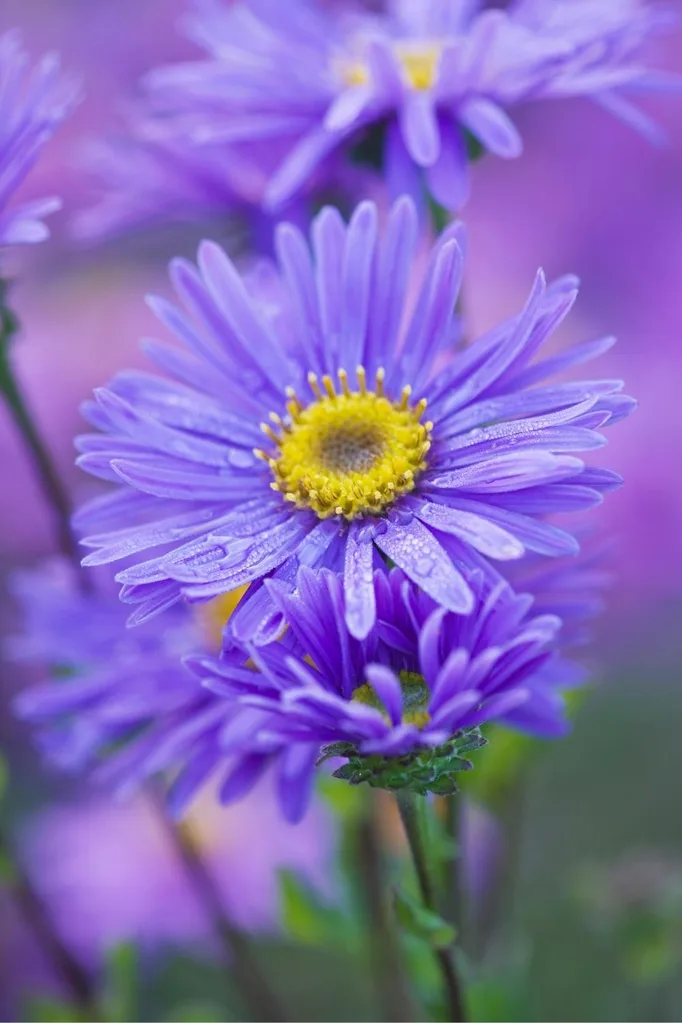 Easter daisy (Aster sp)