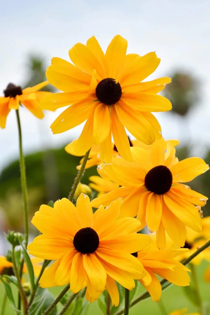 Black eyed susan (Rudbeckia sp)