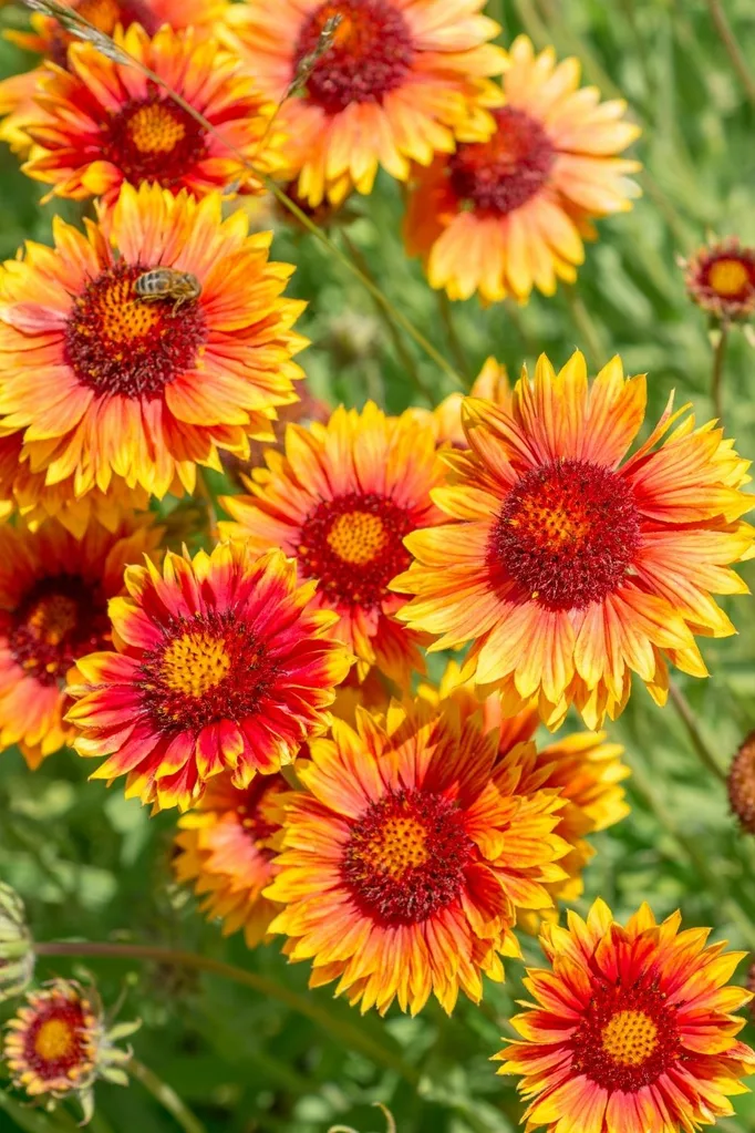2. Blanket flower (Gaillardia aristata)