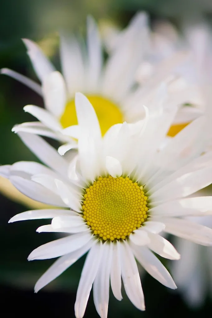 Shasta daisy (Leucanthemum x superbum)