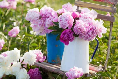 How to grow peonies in a pot