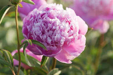 How to grow peonies