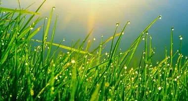 How to revive your lawn