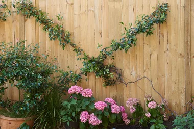 How to make a pretty wire trellis for your garden fence