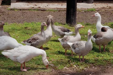 Dr Harry deals with two territorial geese